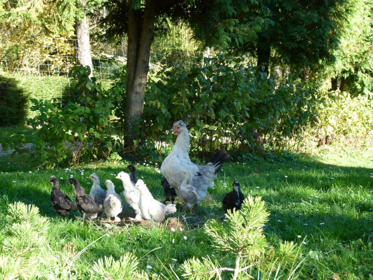 Agroturystyka U Psotki Kuzmina Kültér fotó